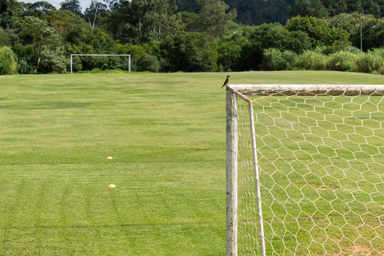 bird landed on the goal post