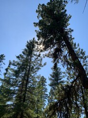 pine forest in the morning