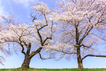 Fototapeta premium 一目千本桜 宮城県 大河原町