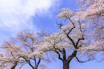 一目千本桜　宮城県　大河原町