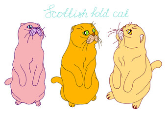 Set with scottish fold cats in different perspectives isolated on white background. Cat stand on its hind legs and asks for food. 