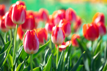 チューリップの花　春のイメージ