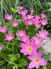 pink flowers in the garden