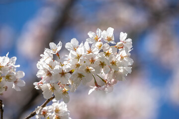 桜の花　春のイメージ