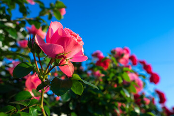 バラの花　屋外撮影