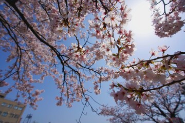 桜の木①