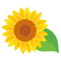 Sunflower vector art ひまわり