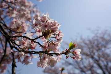 桜の木①