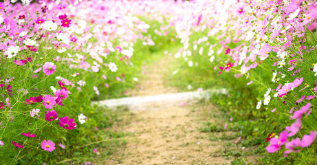 Naklejka premium コスモスの花 秋のイメージ