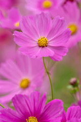 コスモスの花　秋のイメージ