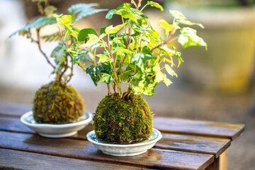 苔盆栽　和風イメージ