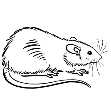 Rat sketch image