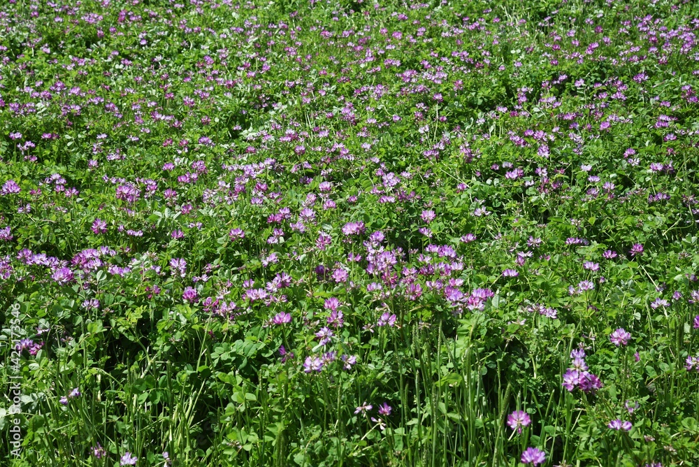 Poster chinese milk vetch in full bloom.