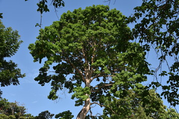 tree with blue sky