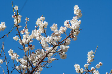 梅の花　春のイメージ