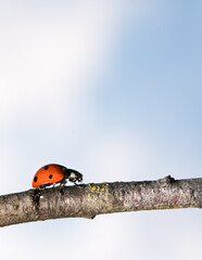 Ladybug walking on tree branch. Red insect with black dots on blue white background. Microphotography.