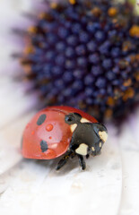 Ladybug on white and purple flower. Red insect with black dots. Microphotography.