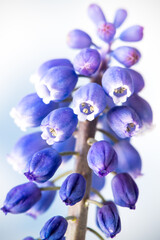 Fototapeta na wymiar Single Grape Hyacinth against cloudy sky. Single strand of purple flower
