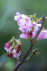 桜の花　春のイメージ