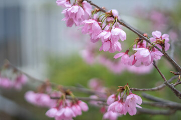 桜の花　春のイメージ