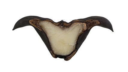 Chestnut Buffalo isolated