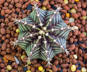 Close up Hybrid cactus