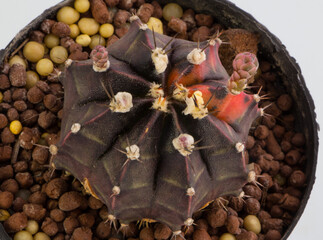 Close up Hybrid cactus