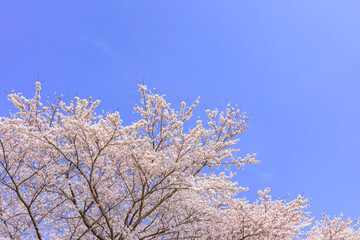 一目千本桜　宮城県　大河原町
