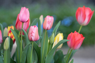チューリップの花　春のイメージ