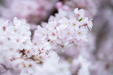 桜の花　春のイメージ