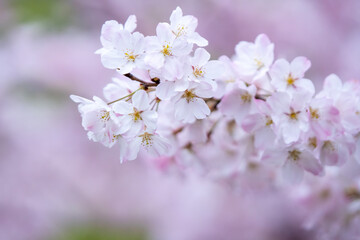 Obraz na płótnie Canvas 桜の花　春のイメージ
