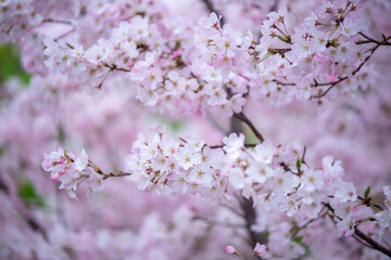 桜の花　春のイメージ