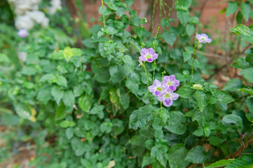 Flowers in nature beside the corridor