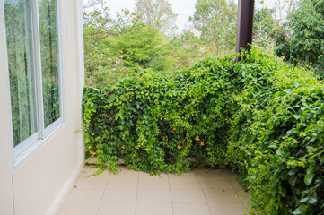 Fototapeta na wymiar The veranda of the ivy decorated house provides freshness.