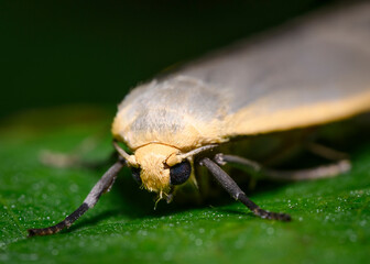Close up of the Forest Moth on the leave of a shrub