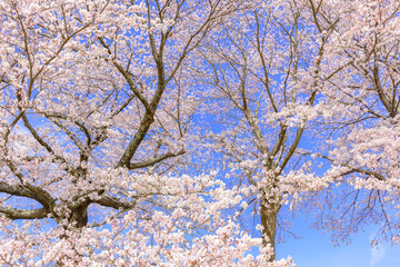 一目千本桜　宮城県　大河原町