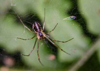 Forest spider rests after lunch on a web on a light green background
