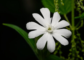 White forest flower on a dark background