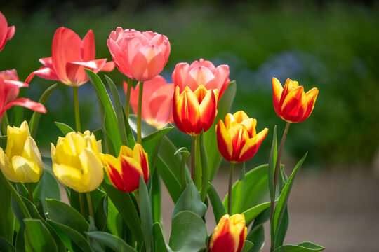 チューリップの花　春のイメージ