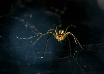 Forest spider weaves a web on a dark blue background