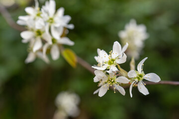 咲き始めたジューンベリーの花
