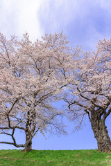 一目千本桜　宮城県　大河原町