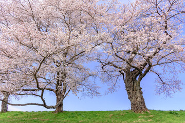 一目千本桜　宮城県　大河原町