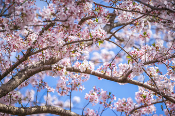 桜の花　春のイメージ