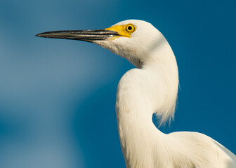 Fototapeta na wymiar Great egret or White heron. Ocean or Sea bird. Blue sky on background. Bird feathers. Wildlife animals in Florida USA. Close-up photo. 
