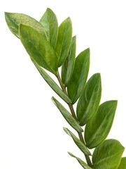 Fototapeta premium leaves