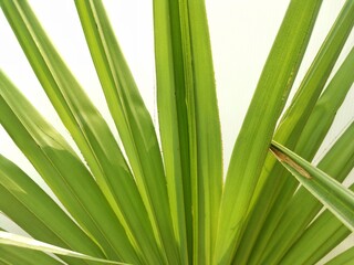 palm tree leaves