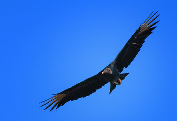 black buzzard flying in the sky