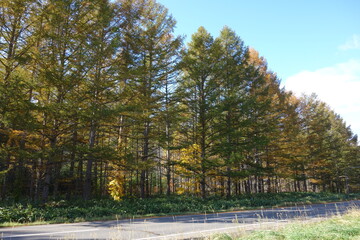 北海道の木々の一年