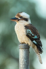 Laughing Kookaburra